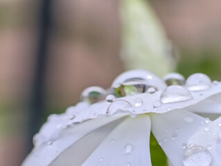 wedding dress detail