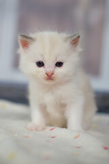 1 month old ragdoll kitten looking at the camera, domestic cat