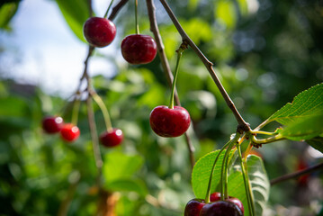 Red cherries hanging on a branch in the summer orchard with natural light.