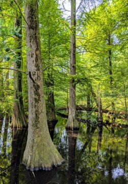 Bald cypress forest, Italy