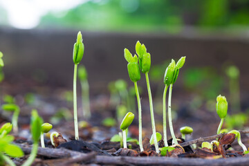 Close-up of green seedlings in the rainy season,Group of green sprouts in the rain.