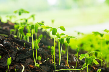 Close-up of green seedlings in the rainy season,Group of green sprouts in the rain.