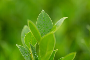 Green tea leaves macro close up,Close-up macro of green tea leaves and raindrops in the morning,Tea...