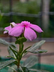 pink flower in the garden
