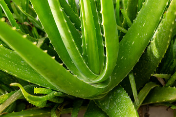 Aloe vera plant close up,Background of Aloe Vera plants close up,Aloe vera plant outdoors in the...
