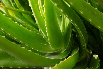 Aloe vera plant close up,Background of Aloe Vera plants close up,Aloe vera plant outdoors in the...