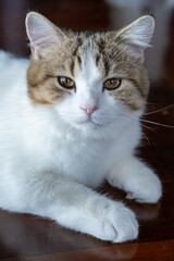Obraz premium Brown tabby and white British Shorthair cat looking into the camera