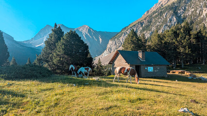 Beautiful horses in the Chistau Valley, with the Lavasar refuge and Ibón de Plan reflecting the majesty of the Aragon Pyrenees mountains in a picturesque and serene landscape.
