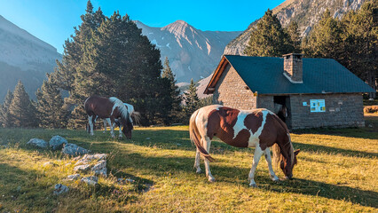 Horses grazing in the Chistau Valley, with the Lavasar refuge next to the Ibón de Plan, surrounded by the impressive mountains of the Aragon Pyrenees, creating a natural and peaceful scene.
