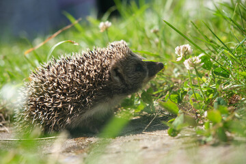 Small hedgehog pauses by a wildflower in soft daylight — a poetic moment of curiosity, connection, and serenity © Natallia
