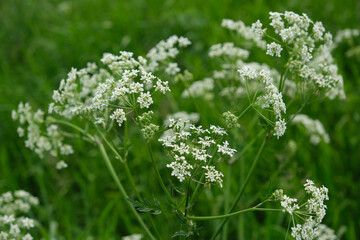 Delicate white wildflowers rise in a tranquil meadow, embodying mindfulness, summer stillness, and natural aesthetics