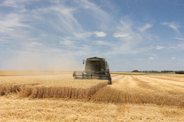 Harvesting combine in the wheat.