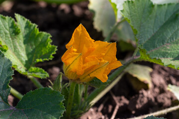 Yellow bright blooming large zucchini flowers in the garden. Agriculture. Close up.