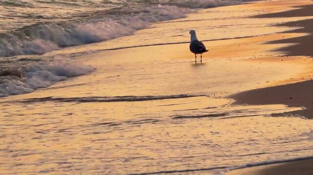 Seagull walking on the sand at seaside sunset