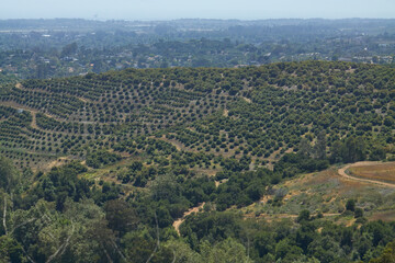 Planted Crop Rows in Agricultural Field with Blue Sky
