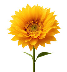 Obraz premium Radiant Yellow Bloom isolated on png transparent background