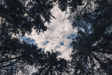 sky seen throught the trees with clouds heart shape formed by trees