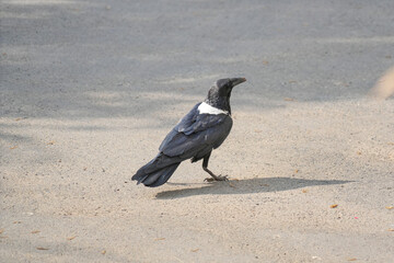 A hooded crow (Corvus cornix) walks through the park, searching for food.