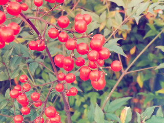 東京の街中のナンテン。接写。
