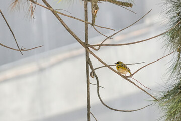 A Baglafecht Weaver perches gracefully on a tree branch.