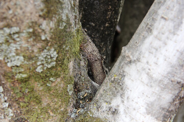 Troncos de árbol con flora.