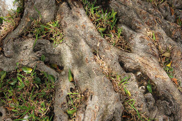 Raíces gruesa y vieja de árbol. Acercamiento..