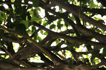 Ramas de árbol