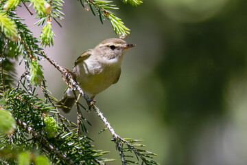 Greenish Warbler