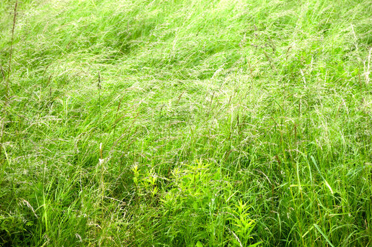 green stems of the grass bend in the wind