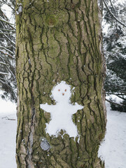 Snowman figure created on tree bark, surrounded by snow in winter landscape