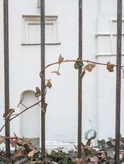 Ivy vine growing through metal fence bars, wall background. Natural foliage, urban setting