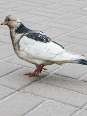 Spotted white and gray pigeon walking on pavement. Close-up of bird on urban surface