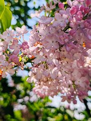Blooming lilac flowers with green leaves in springtime