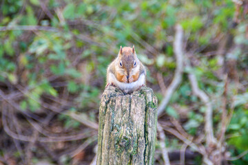 Red Squirrel Sitting Upright on a Wooden Post