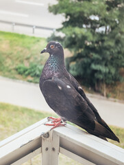 Black pigeon perched on balcony railing, close-up view, urban background, outdoor