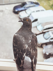 Pigeon perched on window ledge with view of cars in background