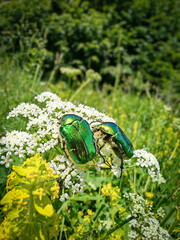 Rose chafer beetles mating on white wildflower in summer meadow