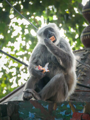 Monkey eats cookie