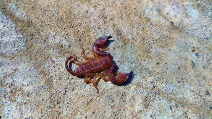 Close-up of a small brown scorpion on a light stone, revealing detailed segments, pincers, and...