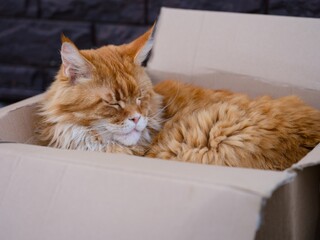 Ginger Maine Coon cat sleeping in a cardboard box outdoors