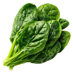 Obraz premium Fresh green spinach leaves for healthy eating and cooking ingredients isolated on transprint background
