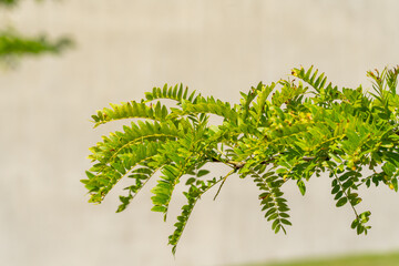 Bright green fern-like leaves on a slender branch arch gracefully against a neutral concrete wall....