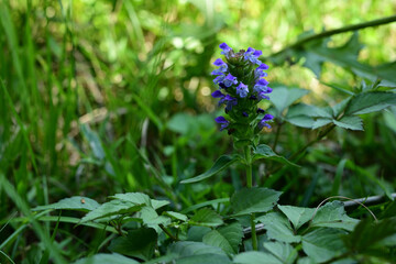 夏の花　紫色のウツボグサの花