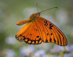 butterfly on flower