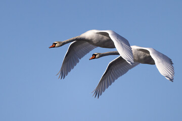 Mute swan