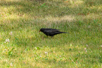 Blackbird on a Summer Meadow. A blackbird with a yellow beak intently searches the ground for food....