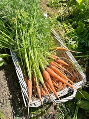 young carrots, carrots with green tails, harvest on the plot, fresh vegetables