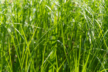 Tall Blades of Grass. Long, green blades of grass fill the frame and sway gently in the breeze. The shot appears lively and close to nature.