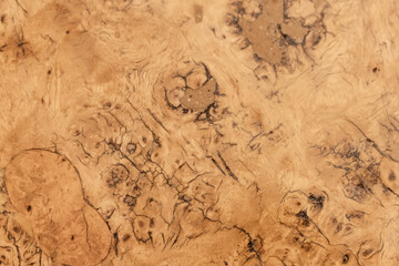 Curly birch wood detailed texture, close up photo