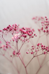  Close-Up of Pink Baby's Breath Flowers, Dreamy Beige  and pink Aesthetic Background